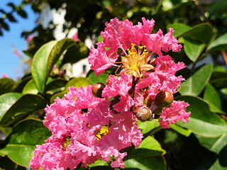 Twig of pink flowers Lagerstroemia on the bush.