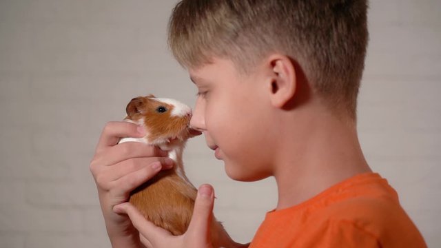 Closeup view video of cute small baby guinea pig of several monthes old and cute happy smiling white kid kissing its nose standing at home playing with his pet.