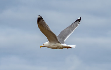 A seagull on the sandy shore of the Baltic Sea in cloudy weather.
