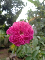 flowers in the garden