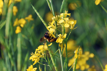closeup shot of a honey bee sitting on a yellow mustard flower with green background