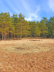 Fototapeta na wymiar a bunch of reeds lies on a sandy beach against the backdrop of a pine forest. Pinery