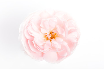 Pink rose flower on white background. Overhead view