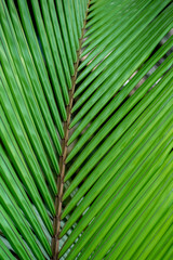 Tropical green striped of palm leaf, abstract texture background. Close up