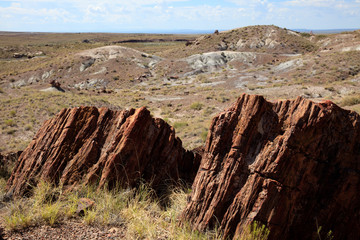 Arizona / USA - August 01, 2015: A petrified tree trunk in Petrified Forest National Park area, Arizona, USA