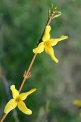 Forsythia yellow flowers