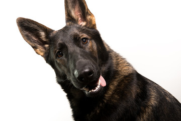 Sable GSD on white tongue 