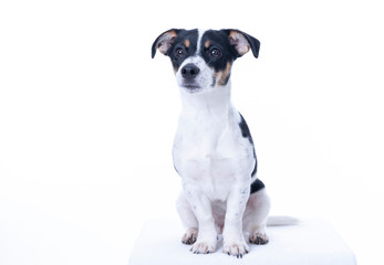 Brown, black and white Jack Russell Terrier posing in a studio, the dog looks straight into the camera, isolated on a white background, copy space