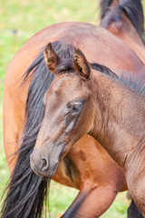 bay foal who is with his mother in the summer in a meadow