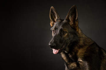 Sable GSD on black