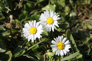 Lawn common english daisy spring flower 