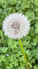 Dandelion