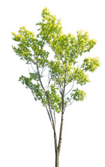 summer isolated maple with green leaves