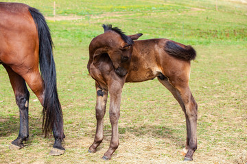 bay foal who is with his mother in the summer in a meadow
