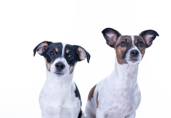 Two brown, black and white Jack Russell Terrier posing in a studio, headshot, isolated on a white background, copy space