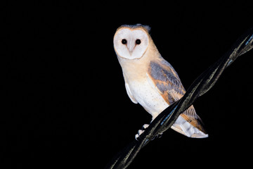 A barn owl (Tyto alba) returning from hunting