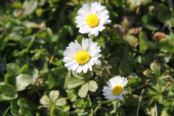 Lawn common english daisy spring flower 