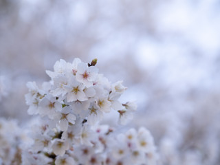 満開のソメイヨシノ