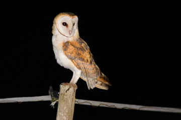 A barn owl (Tyto alba) returning from hunting