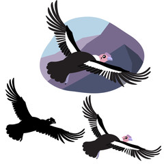 Big bird of prey south america condor flies spread its wings against the background of mountains