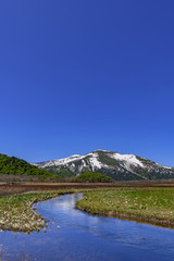 尾瀬ヶ原のミズバショウと至仏山