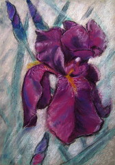 Fototapeta na wymiar Violet iris pastel on paper. Freehand drawing. Good to use for cards, covers, prints on fabrics, wallpapers, background