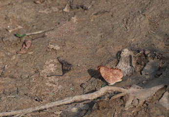 reddish butterfly sitting on a ground