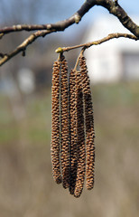 Male catkins on common hazel