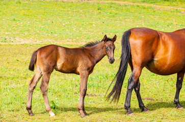 Fototapeta premium bay foal who is with his mother in the summer in a meadow
