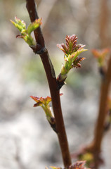 Red raspberry with buds