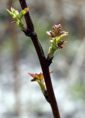 Red raspberry with buds