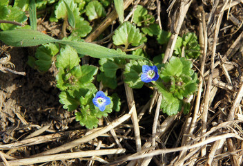 Veronica chamaedrys with tiny blue flowers