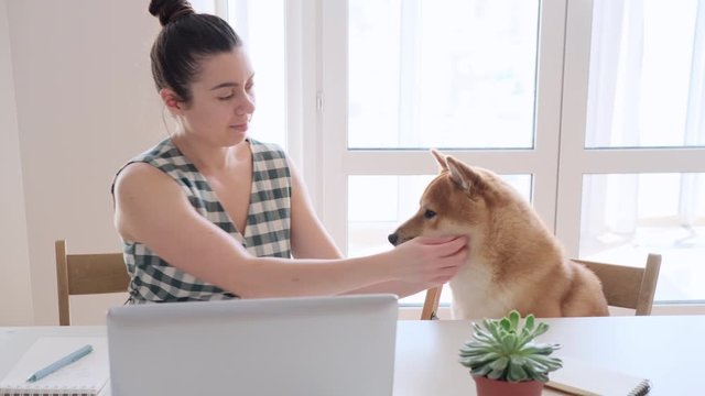 Covid-19 self-isolation and working from home concept. Woman using laptop, Shiba Inu dog near her