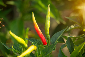 Red chilli peppers in the organic garden farm