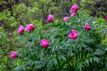 Fototapeta premium wild peonies