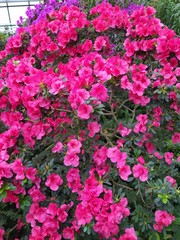 Fototapeta na wymiar rododendron pink flowers blossom gaden park spring