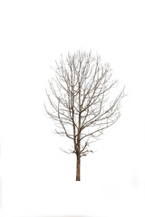 Tree without leaves Sprawling dicut at isolated on white background.