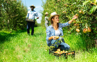 Female gathering harvest of pears in plastic box