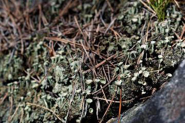 Flechte, Cladonia, an Felsen mit Föhrennadeln