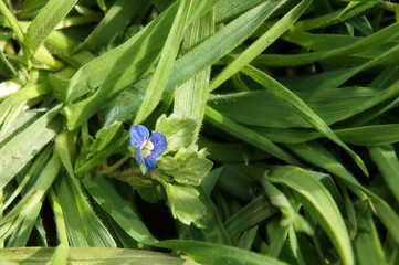 Veronica chamaedrys with tiny blue flowers