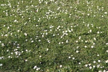 Lawn common english daisy spring flower 