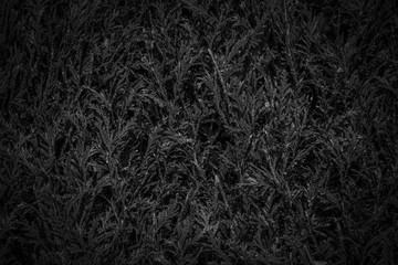 Black background of a pine plant texture - Dark scene background - Vegetal background