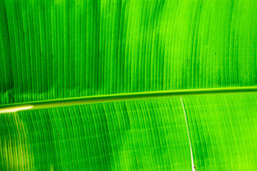 Green bright banana leaf for background