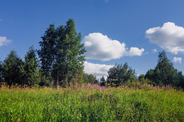 Obraz premium Summer landscape green meadow with blooming herbs on a background of forest and cloudy blue sky.