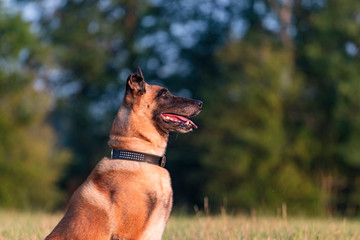 Belgischer Schäferhund sitzt seitlich auf einer Wiese