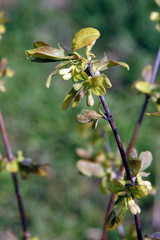 Blue honeysuckle branches with buds