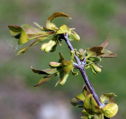 Blue honeysuckle branches with buds