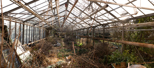 Damaged and neglected agriculture greenhouse with plenty of mess and chopped overgrown rose bushes. Missing and broken glass