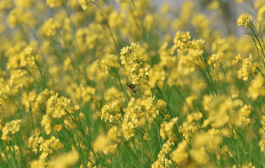 Honey Bee On A Mustard Flower in a field With Green And Yellow Background
