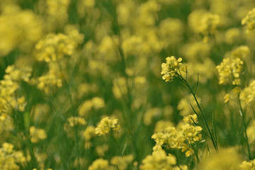 beautiful green and yellow mustard field with selective focus